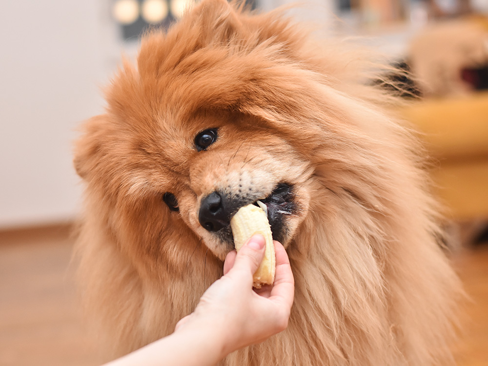 Можно собакам давать бананы. Чау-чау собака. Собака банан. Собака ест банан. Картинки собака на банане.