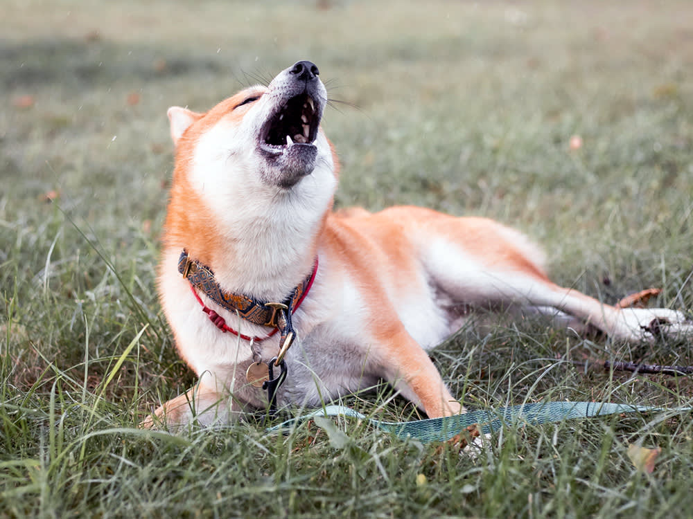 Shiba Inu screaming outside in the grass.