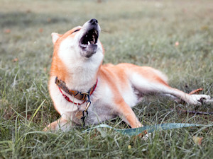 Shiba Inu screaming outside in the grass.