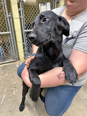 Alaska Police Save 71 Dogs Found Crammed Inside One House from 'Unimaginable Conditions'.