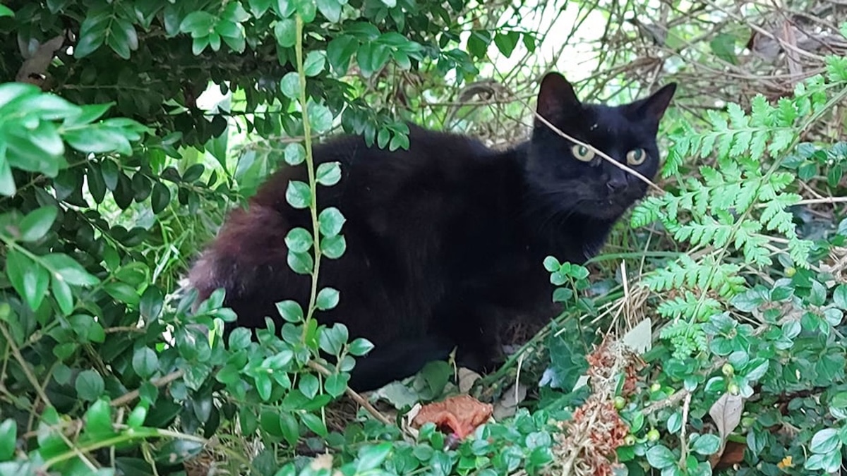 a picture of a black cat in some foliage