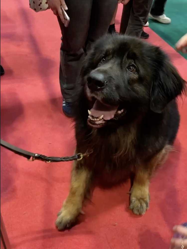 fluffy black dog on red carpet