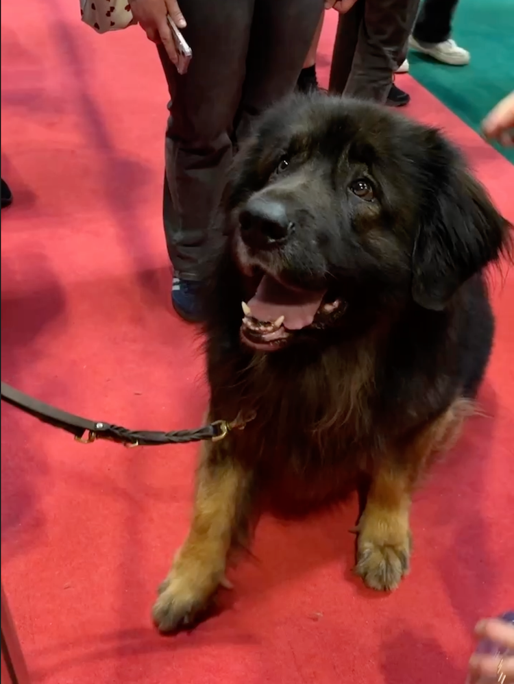 fluffy black dog on red carpet