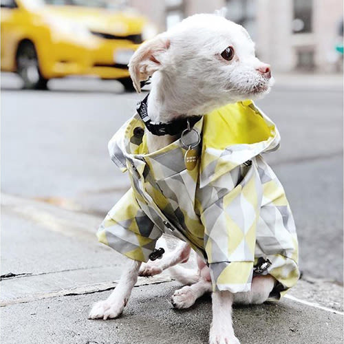 a small white dog wearing a rainjacket by rororiri