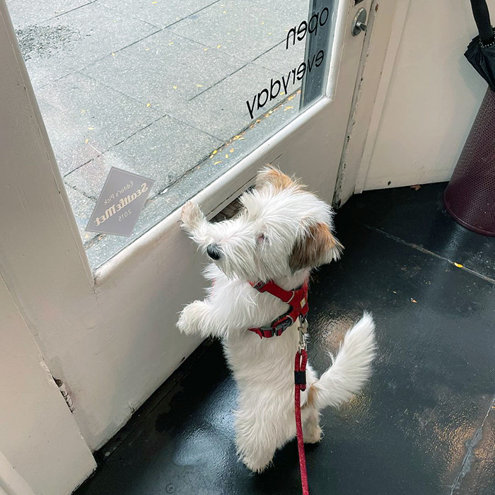 a white dog at Prism