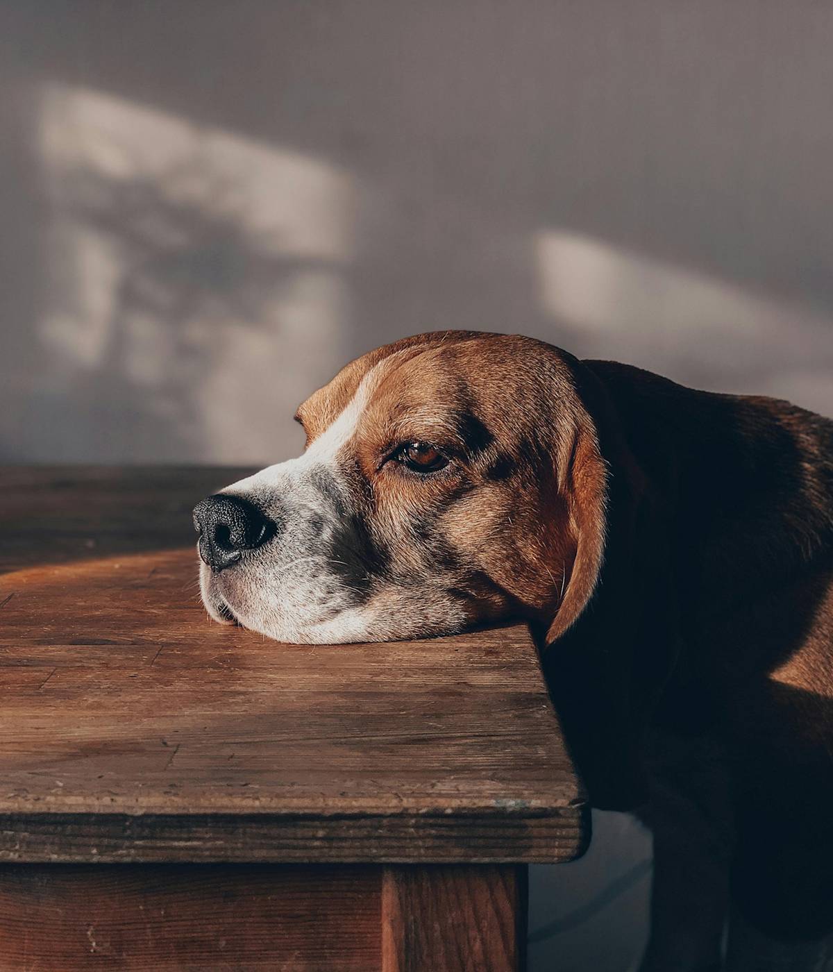 Dog with their head resting on a table
