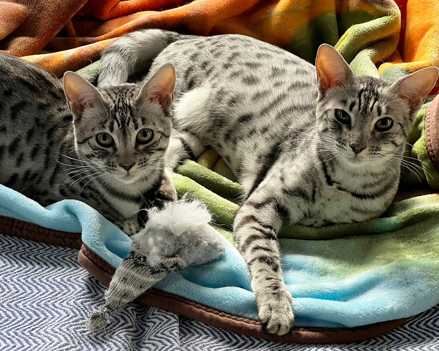later generation savannah cats lounge on a blanket