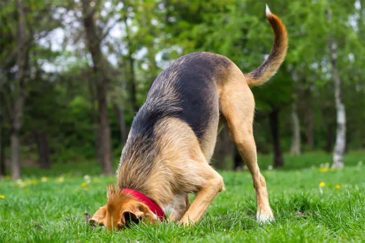 Dog digging