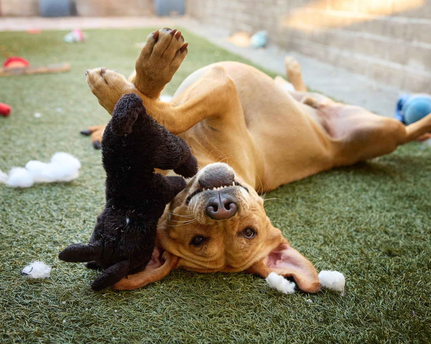 Dog smiling upside down with stuffy