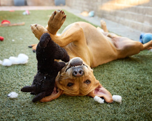 Dog smiling upside down with stuffy