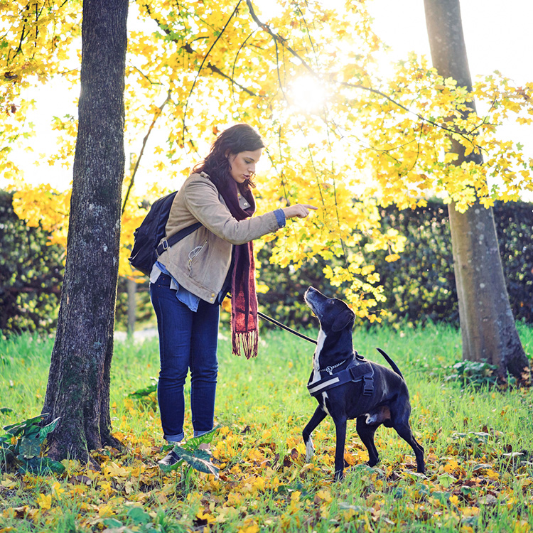 Woman taking her senior dog for a walk in the grass.