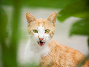 A cat outside showing its bottom teeth.