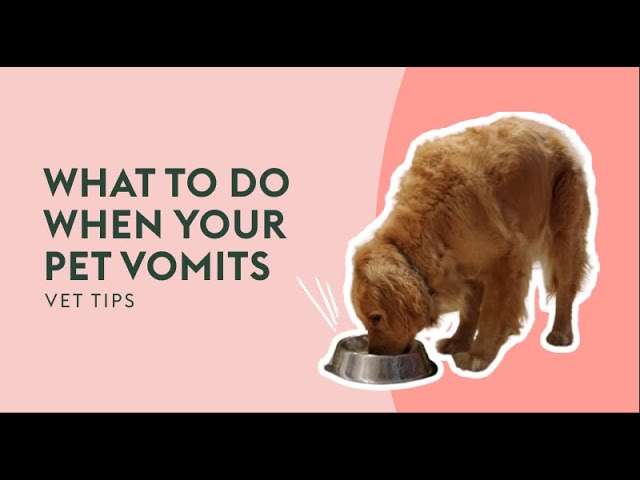 What To Do When Your Pet Vomits | Vet Tips