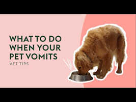 What To Do When Your Pet Vomits | Vet Tips