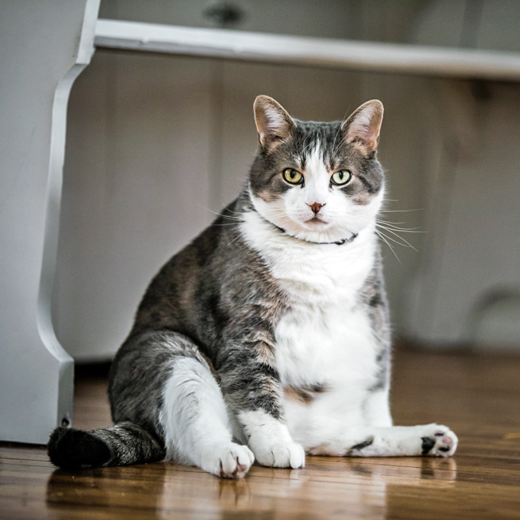 Funny fat cat sitting on the floor at home.