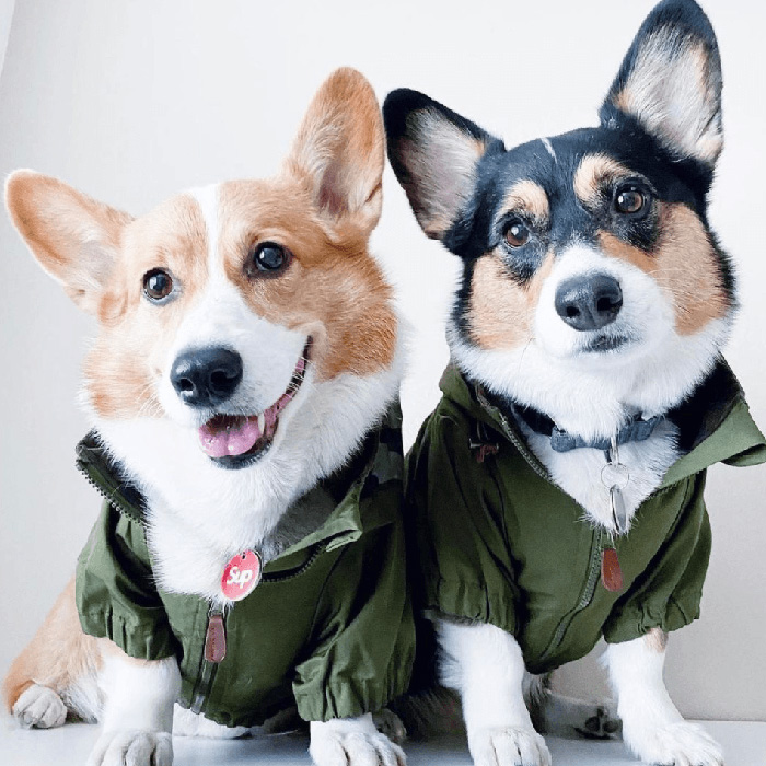 Trill Paws Sup Collar Charm