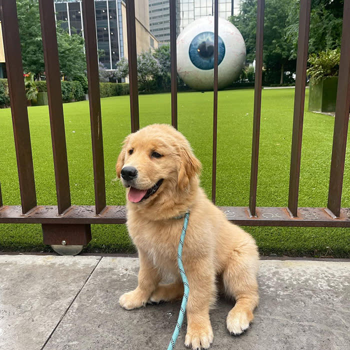 a small brown dog outside the Giant Eyeball