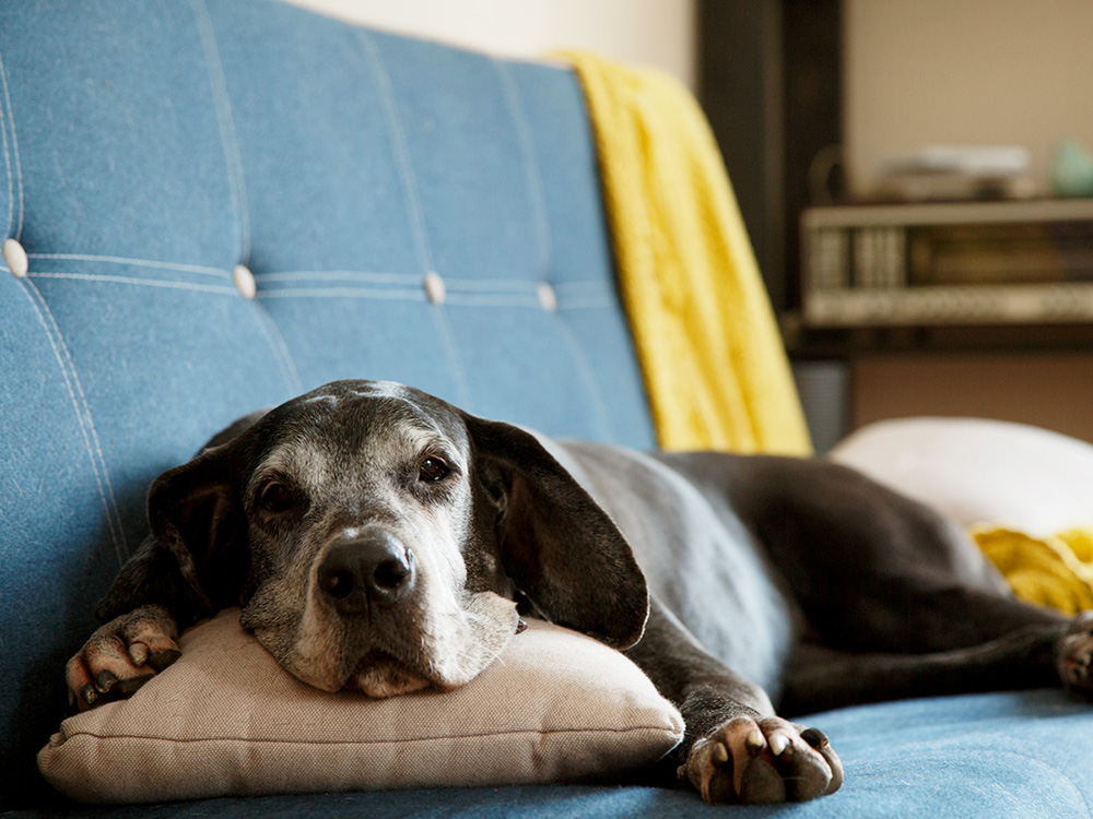 How to Entertain an Old Dog: 6 Ideas for Bored Senior Dogs · The Wildest
