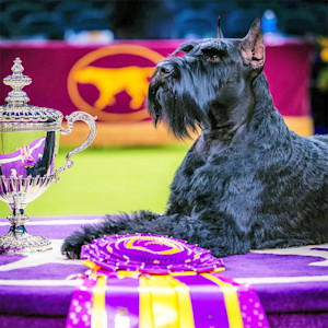Giant Schnauzer at the Westminster Dog Show