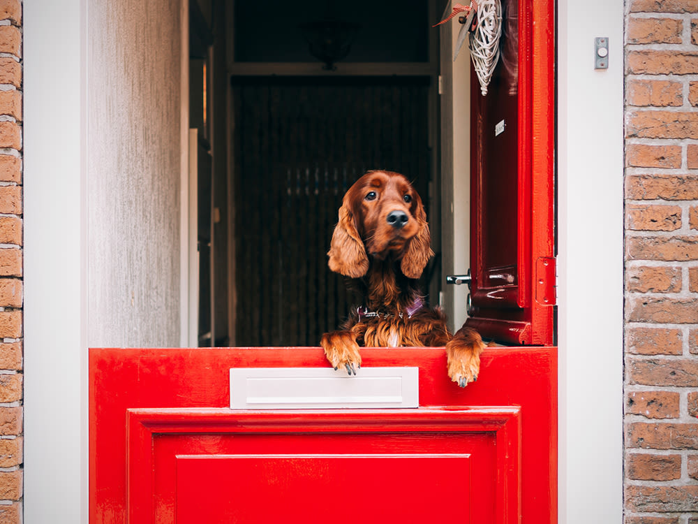 Dog looking out of a red half-door 