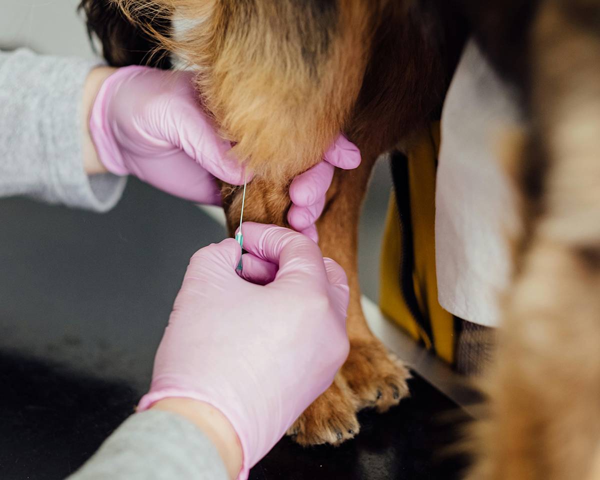 Dog getting a vaccination