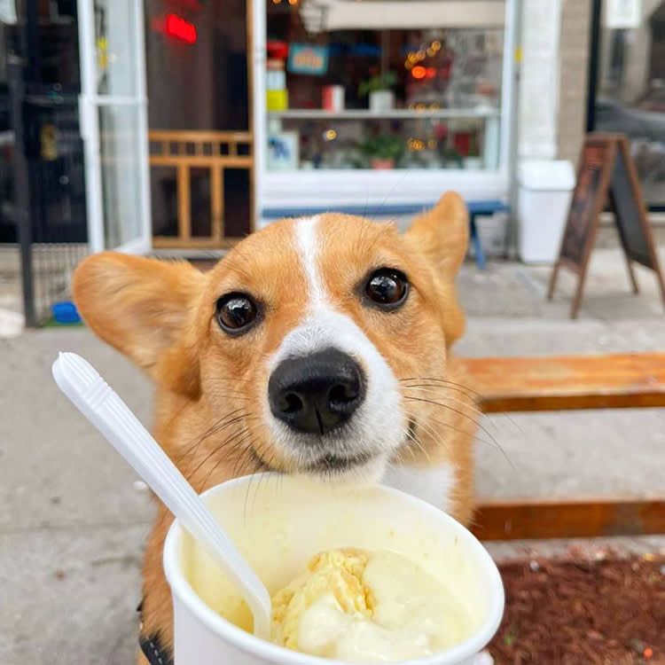 a dog with Ollie's ice cream