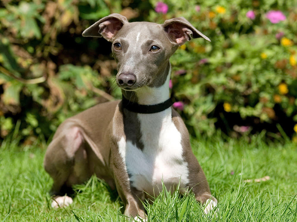 A gray-and-white dog sits atop a bed of grass.