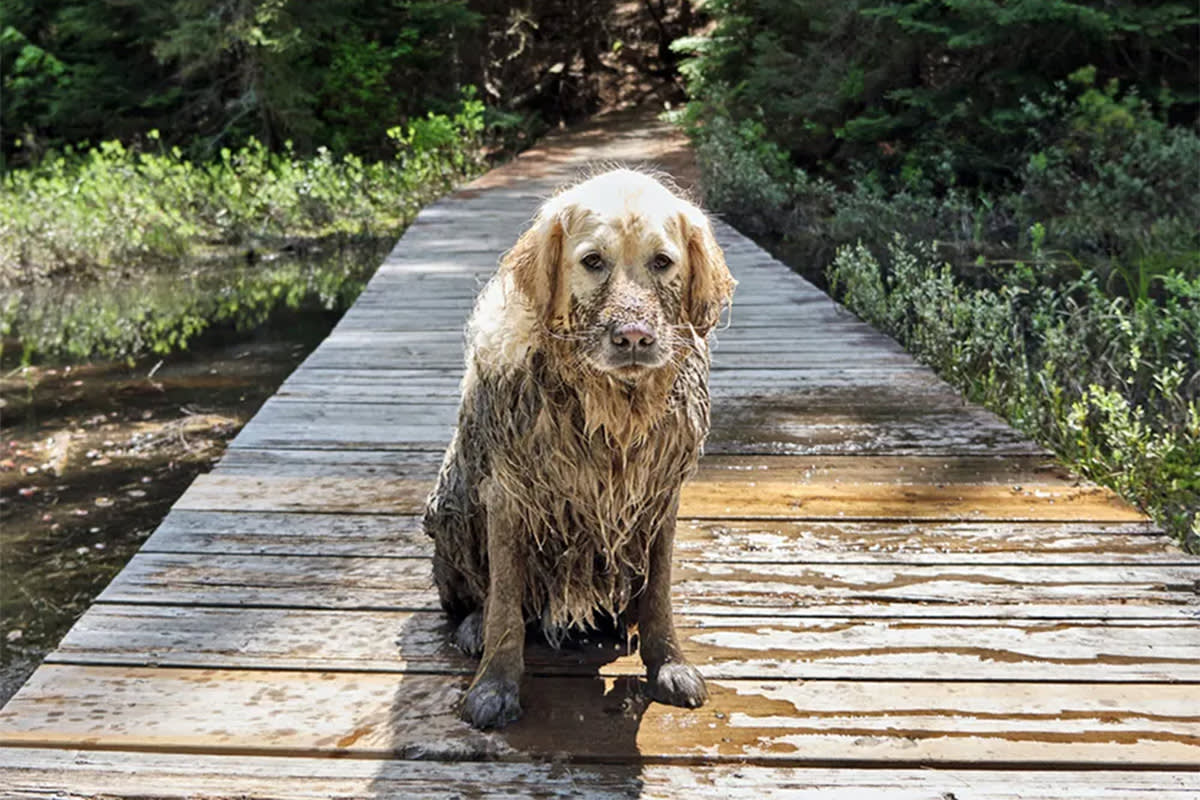 Dog covered in mud