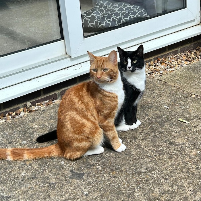 a black and white cat and a ginger cat sit side by side