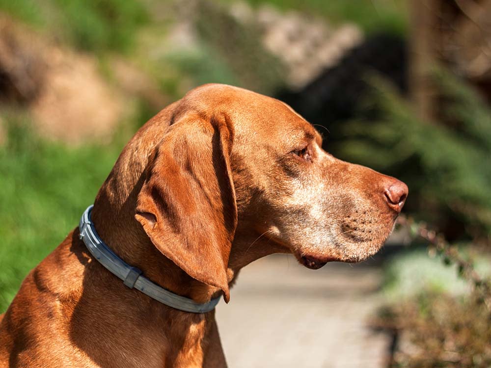 Hungarian pointer dog wears a Seresto Flea & Tick collar