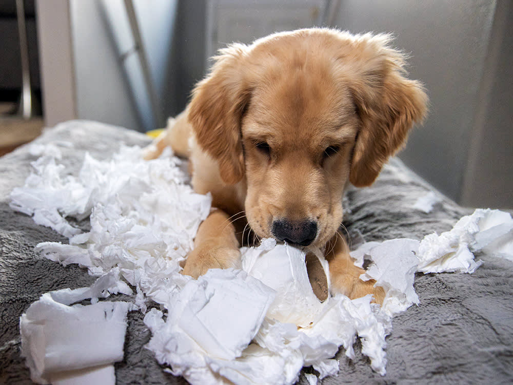 Labrador Retriever puppy destroying toilet paper at home.