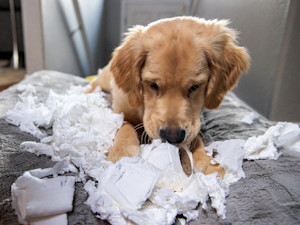 Labrador Retriever puppy destroying toilet paper at home.