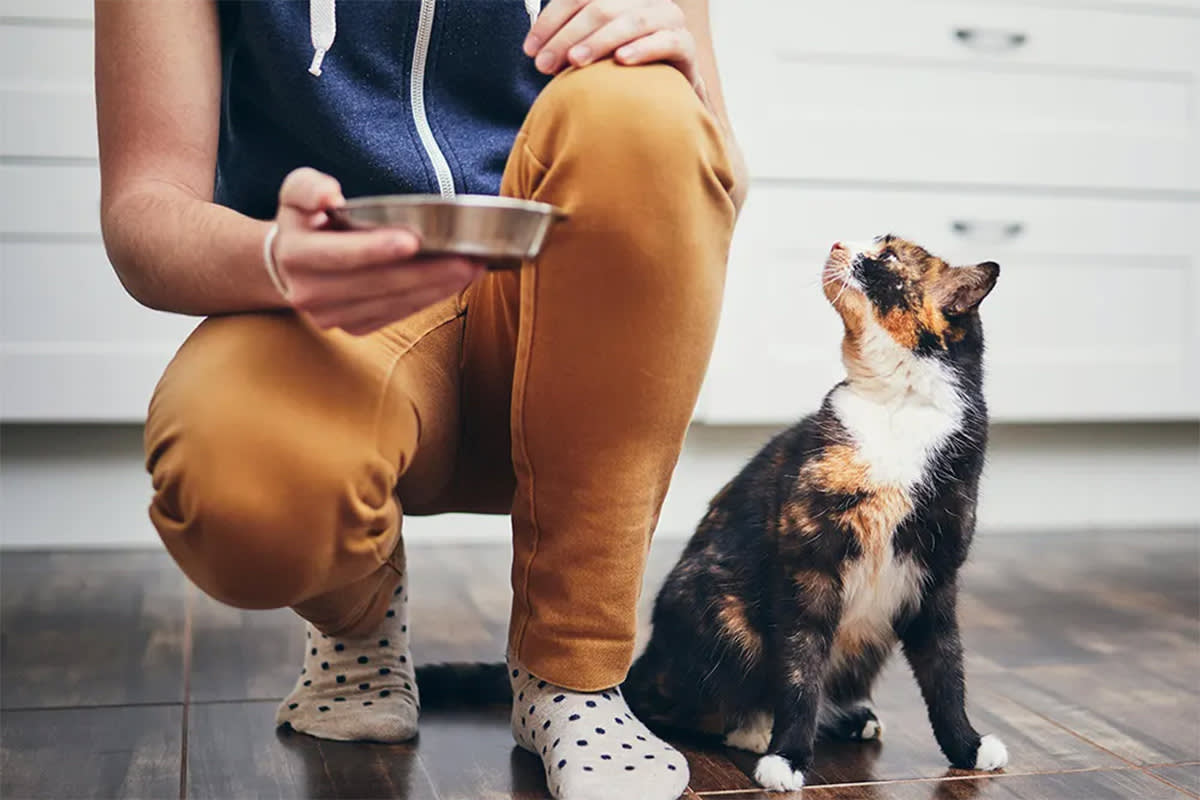 Cat looking up at a human carrying a cat food bowl