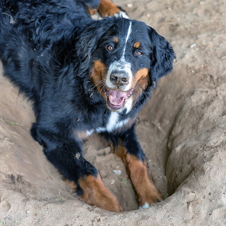 Bernese Mountain dog digging in the dirt outside.