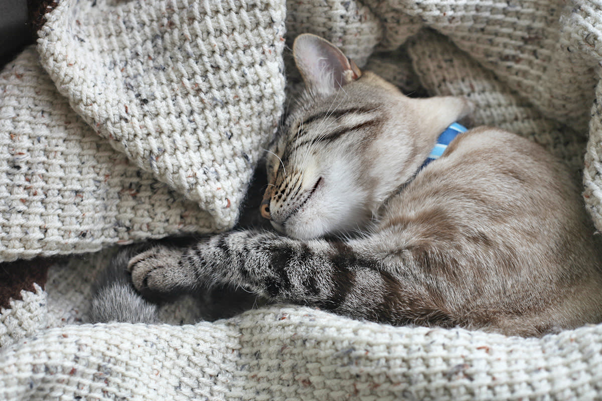 Cat sleeping in a blanket