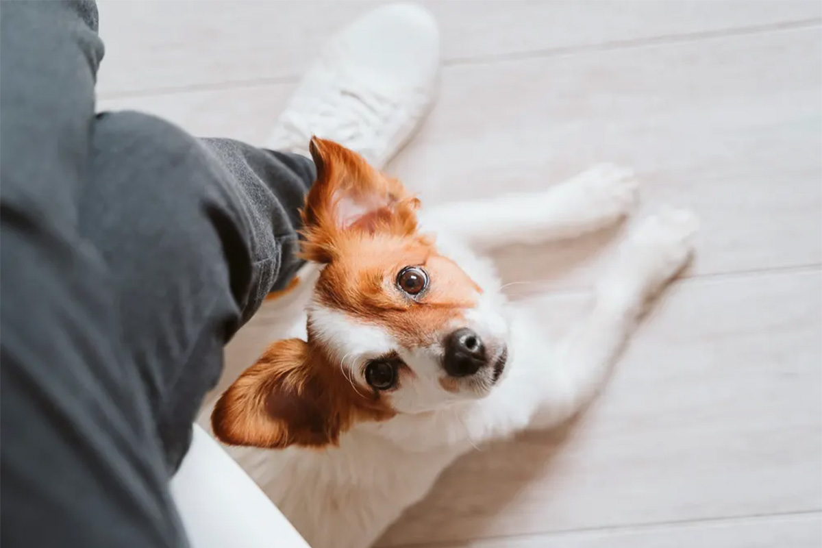Dog following person