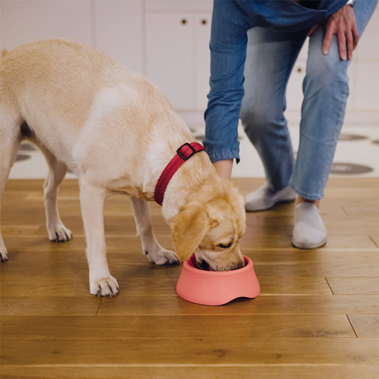 Portrait of a Labrador dog eating from a pink bowl.

