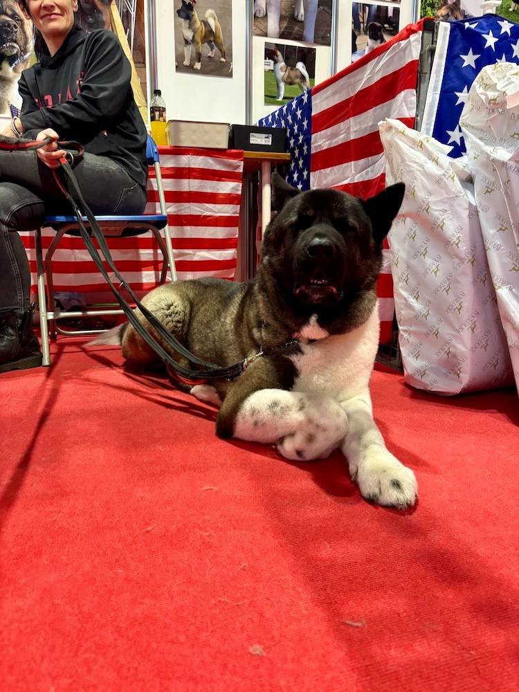american akita