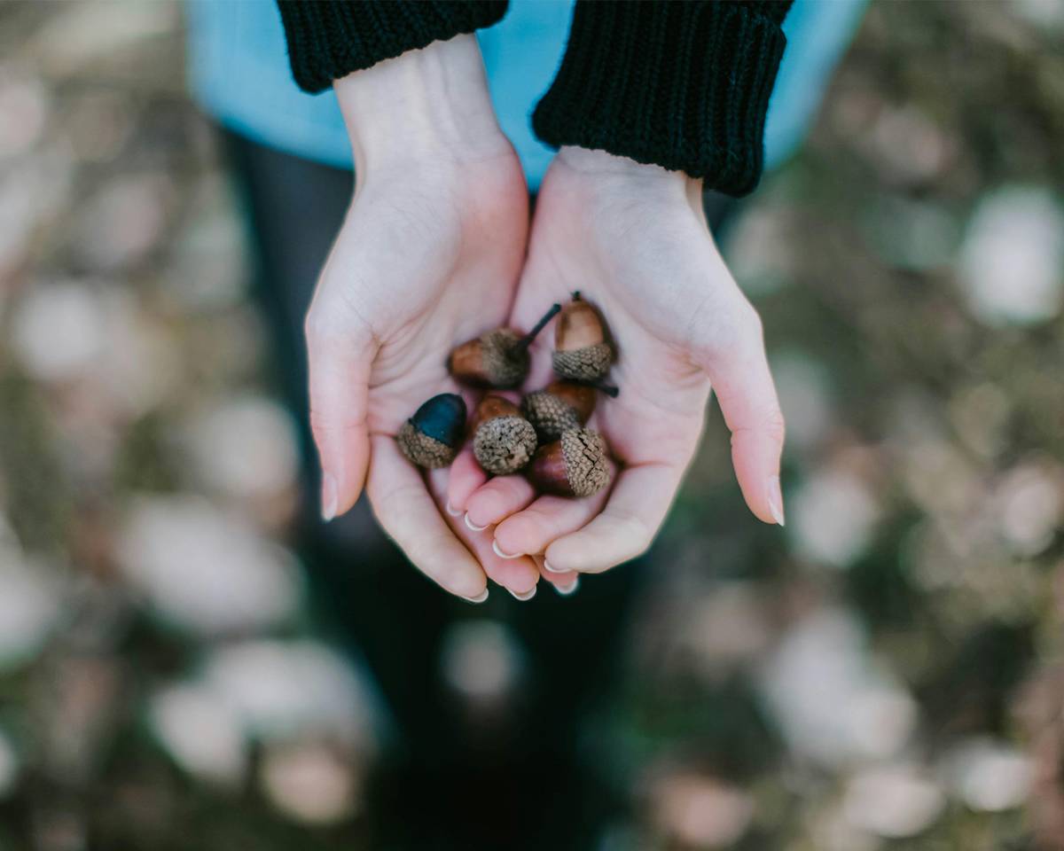birds-eye view of a person holding a handful of acorns