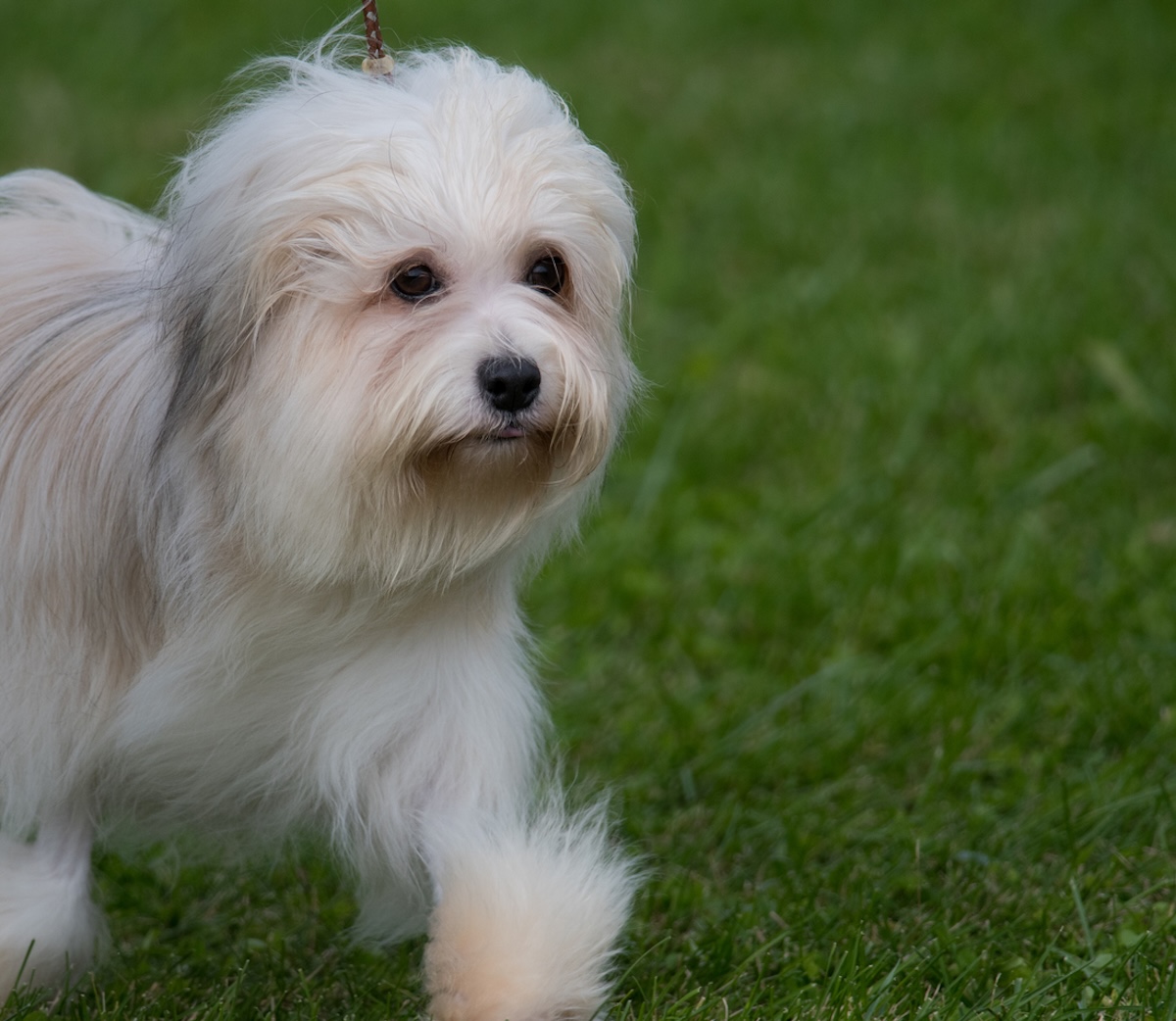 a picture of a long haired white lowchen dog