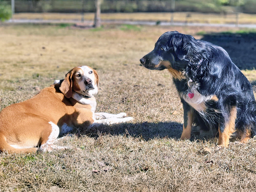 One dog looking warily at another dog outside.