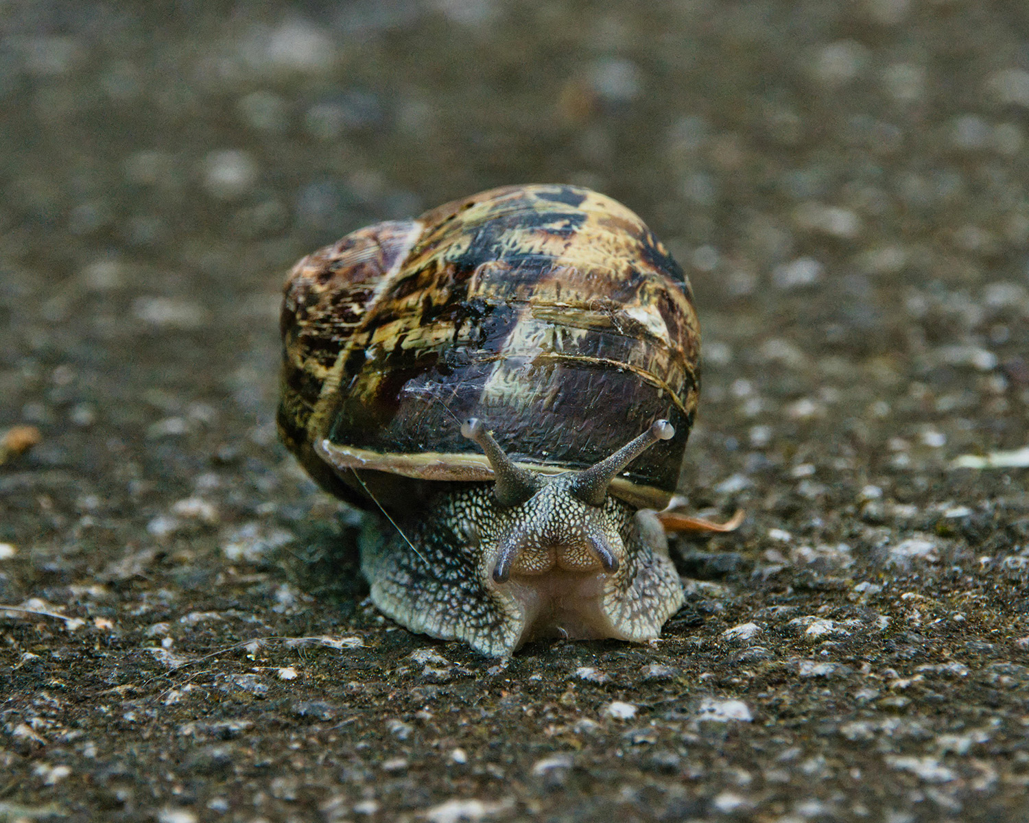snail