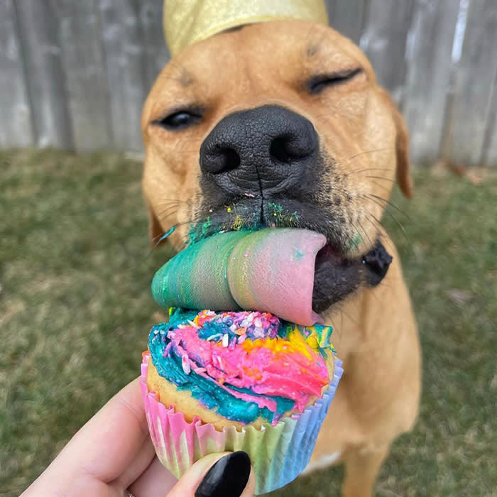 a dog licking a rainbow cupcake