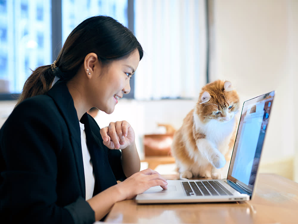 Woman working on a computer with her cat nearby.