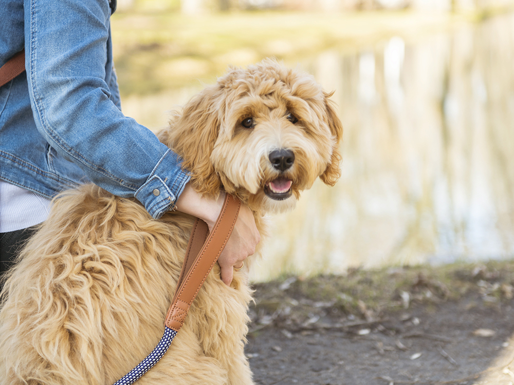 what is considered a purebred dog