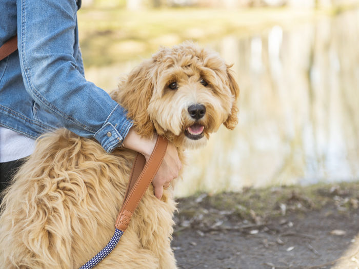 designer dog breed Labradoodle on a leash looking at the camera