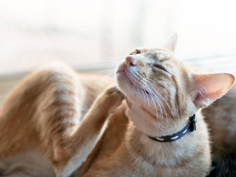 Orange cat scratching itself at home.