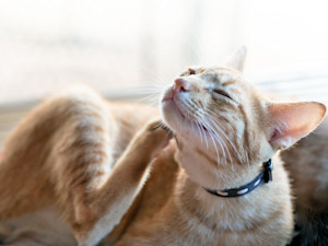 Orange cat scratching itself at home.