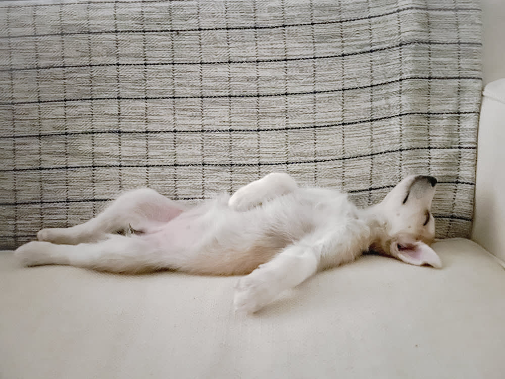 a puppy sprawled out on the couch sleeping 