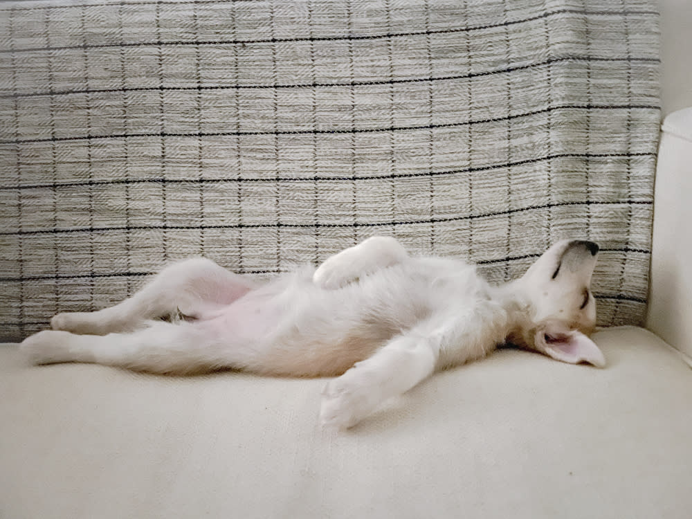 a puppy sprawled out on the couch sleeping 